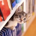 愛猫の『成長』を実感するシーン5選♡