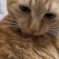 毛づくろいしていた猫→手伝ってあげた結果…『まさかのリアクション』…