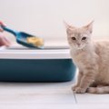 『猫トイレ』の清潔を維持するための習慣5選　負担を減らす工夫やお掃…
