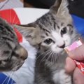 仲良く一緒に食べれるかな？おやつで強くなる子猫ちゃん