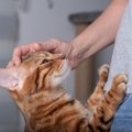 猫との暮らしで役立つ『正しい褒め方・叱り方』3つのポイント　猫の習…