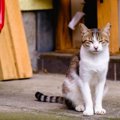 野良猫が家に入ってくる理由は？トラブルを避ける適切な対策