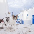 エーゲキャットとはどんな猫？特徴や性格