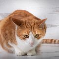 猫の『寝相がいつもと違う』理由3選　痛みや体調不良を隠している場合…