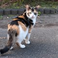 走ってた猫が急に立ち止まるのはなぜ？5つの心理