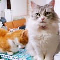 甘えたい猫さん、やきもちをやく猫さん！