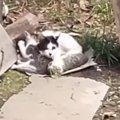 台風が迫る中、子猫たちを必死に守っていた母猫…親子そろって保護された様…