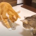 猫ちゃんの必殺技？！瓶とおやつで発動！