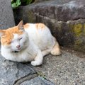 猫返し神社の歴史と参拝時のおすすめポイント！