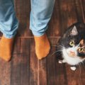 猫が飼い主にする７つの「ごあいさつ」