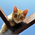 猫がいつもと違う場所にいる5つの理由