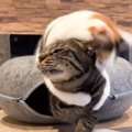 妹猫に『イタズラ』を仕掛けられた兄猫が、次の瞬間…まさかの行動が素…