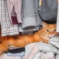 猫が『隠れやすい』お家の中の場所4選　身を潜める理由や出てこないときの…
