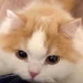 愛猫と『1週間ぶりに再会』したら…強烈すぎる”お出迎え”に32万再生「…