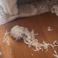 床に細かく刻まれた『トイレットペーパー』が…犯ニャンの様子を見に行…