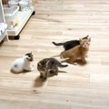 子猫たちと『かくれんぼ』してみた結果…信じられないほどに可愛い結末が6…