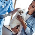 猫の『セカンドオピニオン』は必要？受けるべきシーンや費用など、知って…
