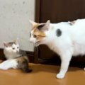 突然の激しい雨→ママ猫が子猫たちを守ろうと呼びかけた結果…予想外す…