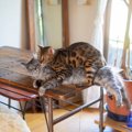 猫の世界には『上下関係』ってあるの？猫同士の順位を見極めるための3…