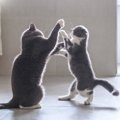 猫同士の『遊び』と『喧嘩』の見分け方4つと注意点