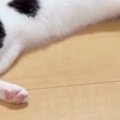 ふと『床でくつろぐ猫』を見たら→『パパのスリッパ』に…ママ爆笑の『まさ…
