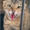 『野良猫の親子』が保護されて家猫になった結果…母が見せた『まさかの…