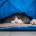 猫に『ウソ』をつくと起こりうるトラブル3つ　愛猫との関係が壊れてし…