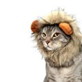 猫と『ネコ科動物』の似ている点や違う点3つ　体のつくりや生態などそれぞ…