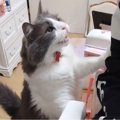 猫が仕事中の飼い主に『構ってアピール』した結果…1万1000人が悶絶し…