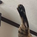 ふと『キャットウォーク』を見たら、ネコが…事件現場のような『衝撃的な光…