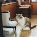 愛猫が『朝に激しく鳴きだす』ときの理由5つ　猫ならではの原因から病…