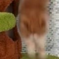 撮影していると、キャットタワーから『落ちてしまった猫』→次の瞬間……まさ…