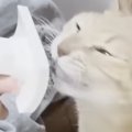 息子のことが大好きな猫→『ブラッシング』してもらうと…幸せいっぱいな『…