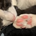 猫の『肉球』に隠された能力４つ