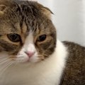 『大変！すぐ来てーっ！』嫁猫さんのピンチを知らせる夫猫くん！果た…