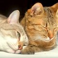 出会って３ヶ月のネコ→並んで寝ていると、１匹が甘えだして…思った以上に…