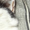 気持ちよさそうに眠る猫→『口元』を見ると…つい笑ってしまう『可愛すぎる…