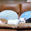 猫さんたちの変わった寝姿とすやすや眠る寝顔がたまらない