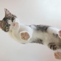 猫の『肉球』の凄いトコロ4つ！飼い主のお手入れは必要なの？