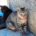 猫の『呼吸が苦しそう』なときに考えられる原因5つ　病気の可能性や対処法…