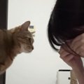 愛猫の前で『泣き真似』をしてみたら…思わず感動の『尊すぎる展開』が31万…