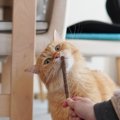 愛猫に『またたび』をあげるときの4つの注意点　適正な量や回数などを…