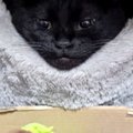『ベッドでくつろぐ黒猫』を見たら→驚くレベルで『綺麗な形』になっていて…