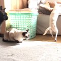 ワンちゃんと猫ちゃんの可愛いジャンプ集