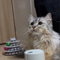 加湿器からモクモクと出てくる『水蒸気が気になった猫』→夢中になって…た…