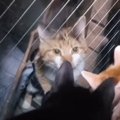 突然ボロボロの姿で現れた『迷子の猫』を家の中に迎えたら…『3年後の光景…