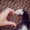 猫にとっての「楽しい事」とは？毎日を楽しく過ごす6つの秘策