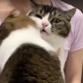 爪切りが苦手な猫さん！なぜかパパ猫がやってきて！？