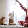 『長毛猫』と『短毛猫』ではお世話が変わる！それぞれに気をつけるべ…
