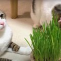 ３度目の正直！食いしん坊ニャンコを信じて猫草栽培♡